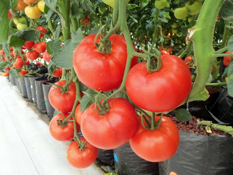 自制西红柿祛斑面膜西红柿能美容养颜